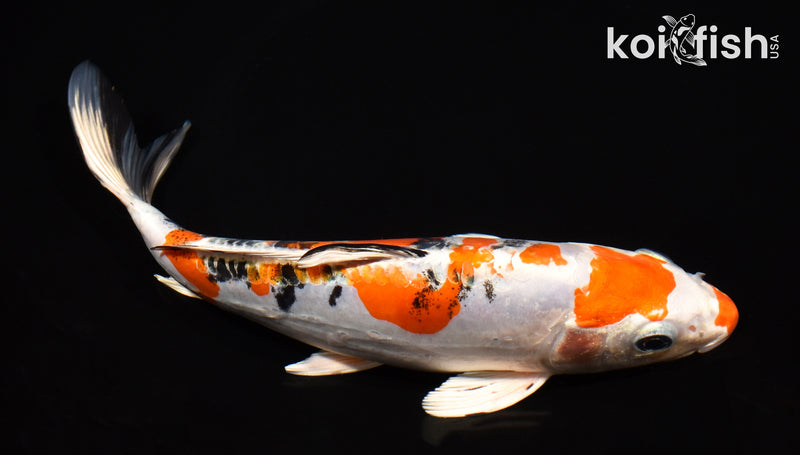 9" HEISEI NISHIKI