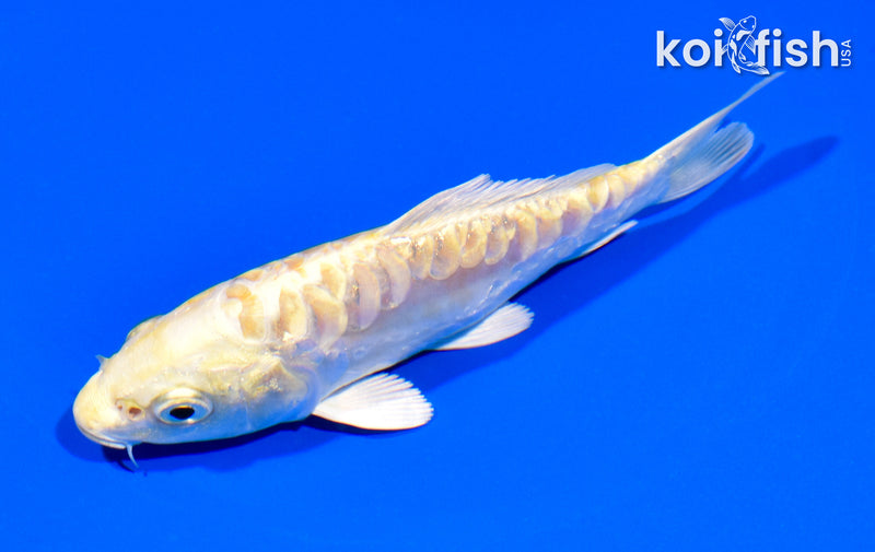 5" DOITSU YAMABUKI OGON