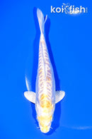 6.5" DOITSU HARIWAKE
