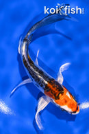 5.75" BENI KIKOKURYU BUTTERFLY