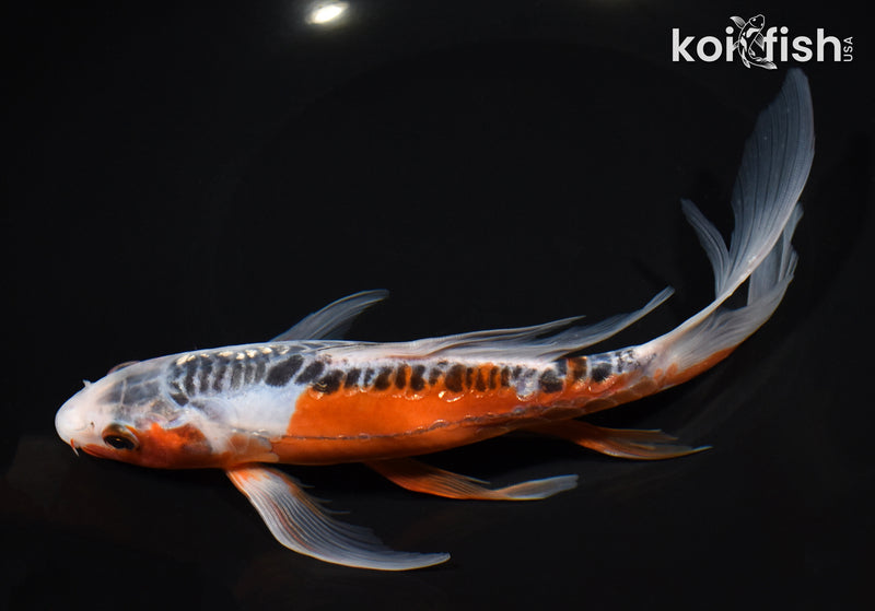 8.25" GINRIN SHUSUI BUTTERFLY