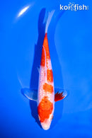 6.5" GINRIN KOHAKU