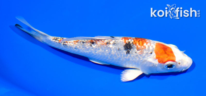 5.25" GINRIN YAMATO NISHIKI