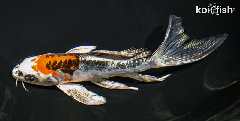 7.25" BENI KIKOKURYU BUTTERFLY