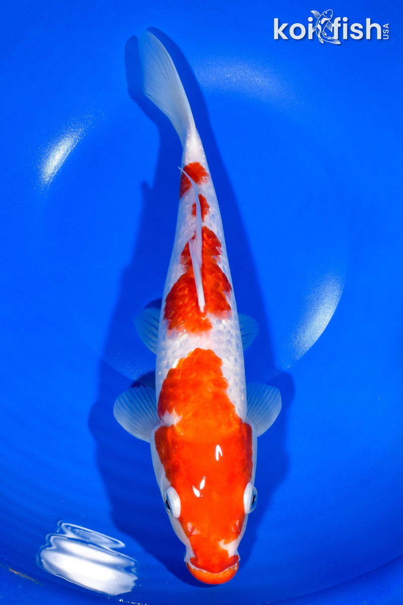 12" GINRIN KOHAKU