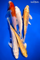 PACK OF (5) 5-6" GINRIN STANDARD KOI