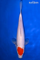 9.75" TANCHO KOHAKU