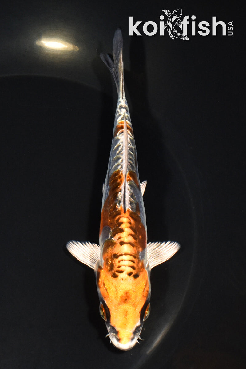 5.25" GINRIN ARAGOKE BENI KIKOKURYU