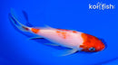6.75" KOHAKU BUTTERFLY