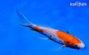 6" KOHAKU BUTTERFLY