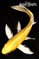 9.75" YAMABUKI OGON BUTTERFLY