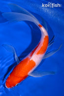 9" KOHAKU BUTTERFLY