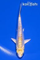 4" DOITSU LEMON HARIWAKE