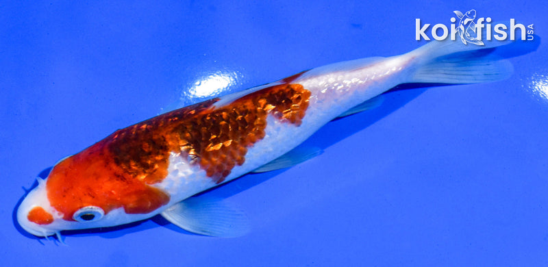 5.5" GINRIN GOROMO