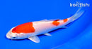 6.25" HARIWAKE
