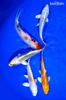 PACK OF (5) 4-5" STANDARD KOI