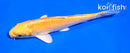 5" YAMABUKI OGON