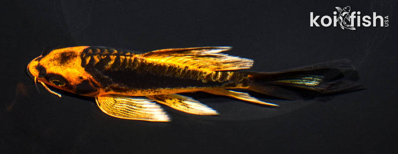 5.5" BENI KIKOKURYU BUTTERFLY