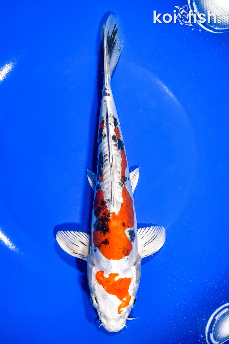 8.75" HEISEI NISHIKI