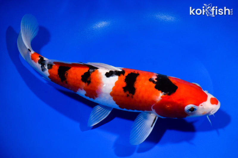 11.25" SANKE