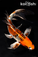 9.5" KUJAKU BUTTERFLY