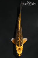 4.5" GINRIN KIN ORENJI MATSUBA