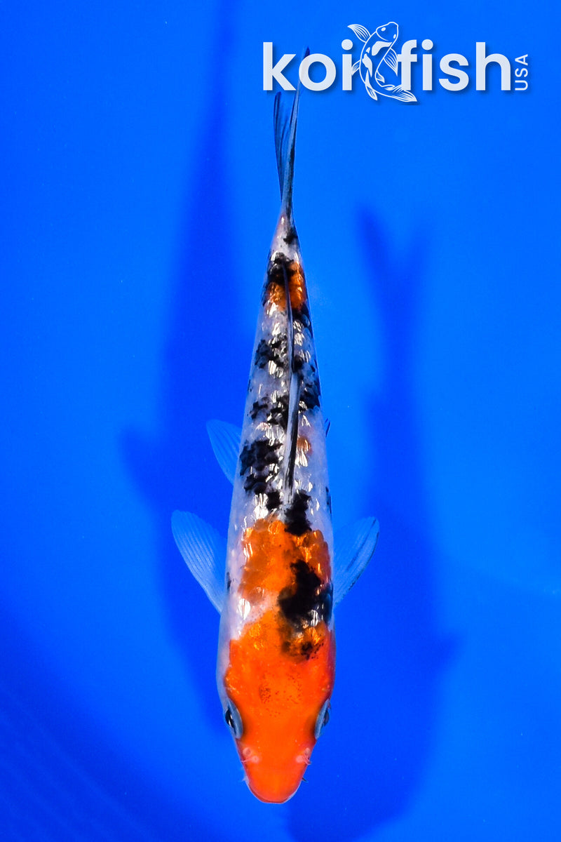 5.25" GINRIN SANKE