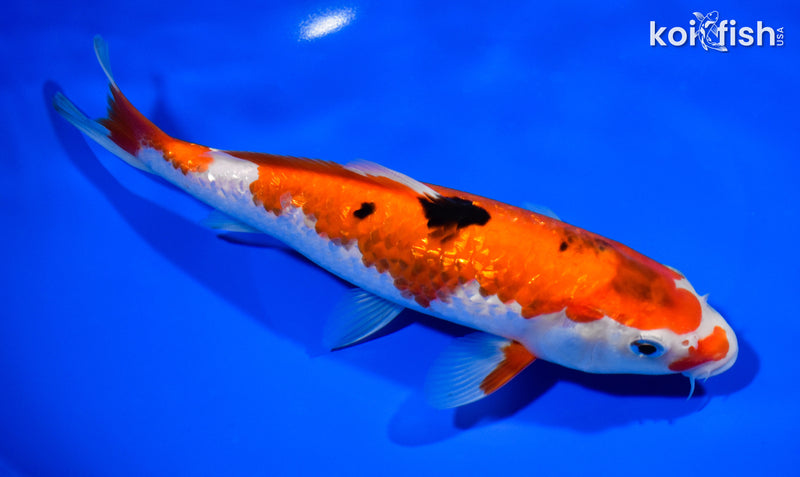8.5" GINRIN SANKE