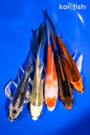 PACK OF (5) 4.5-5.5" BUTTERFLY KOI