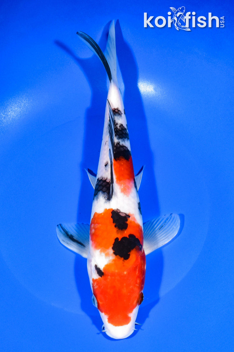 10.25" SANKE