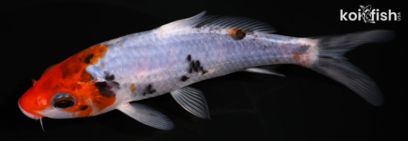 5" BENI MATSUKAWABAKE