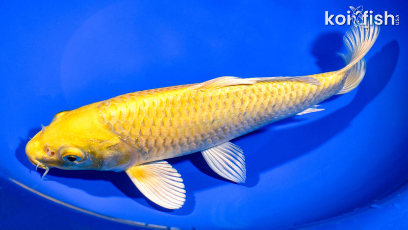 9.25" YAMABUKI OGON