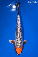 15.5" TANCHO BENI KIKOKURYU