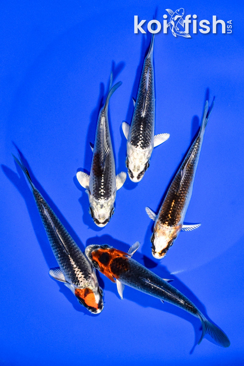 PACK OF (5) 3.5"-4" STANDARD KOI