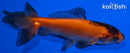 3.75" WAKIN GOLDFISH