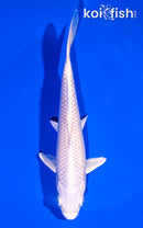 6.5" PLATINUM OGON