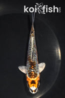 5.25" ARAGOKE BENI KIKOKURYU