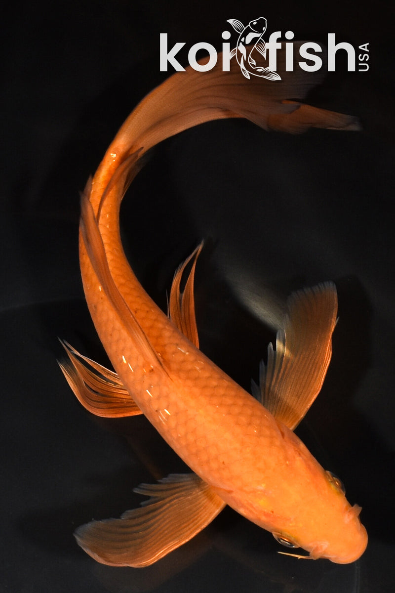 8" CHAGOI BUTTERFLY