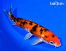 8" SANKE