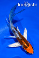 4.5" BENI GINGA BUTTERFLY