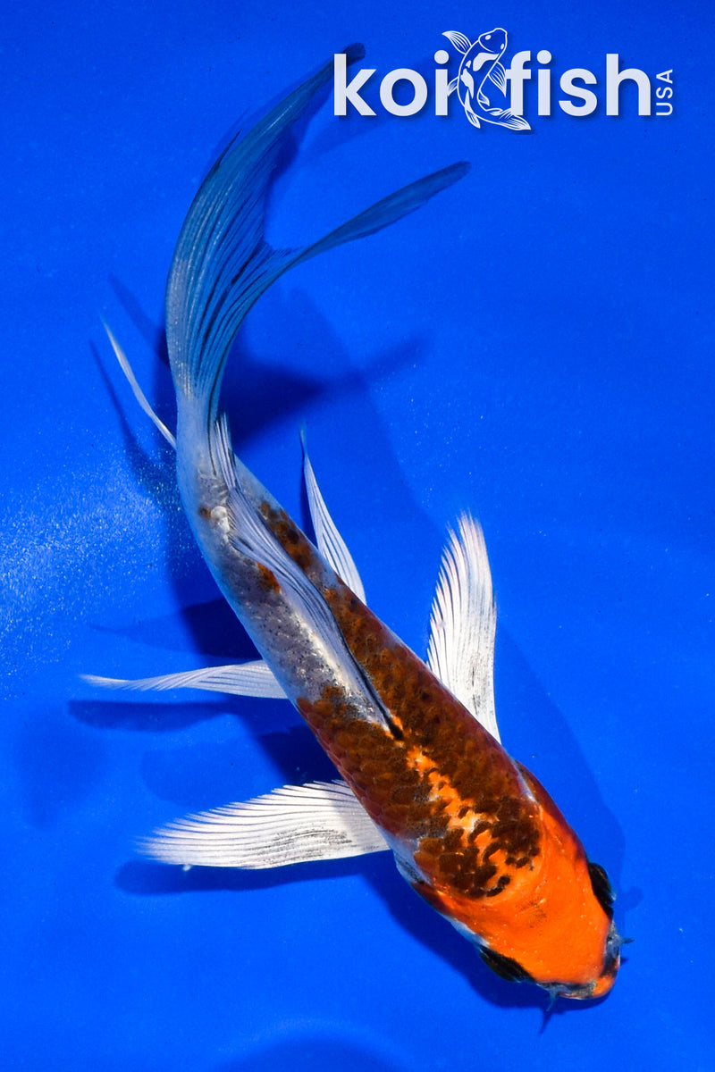 4.5" BENI GINGA BUTTERFLY