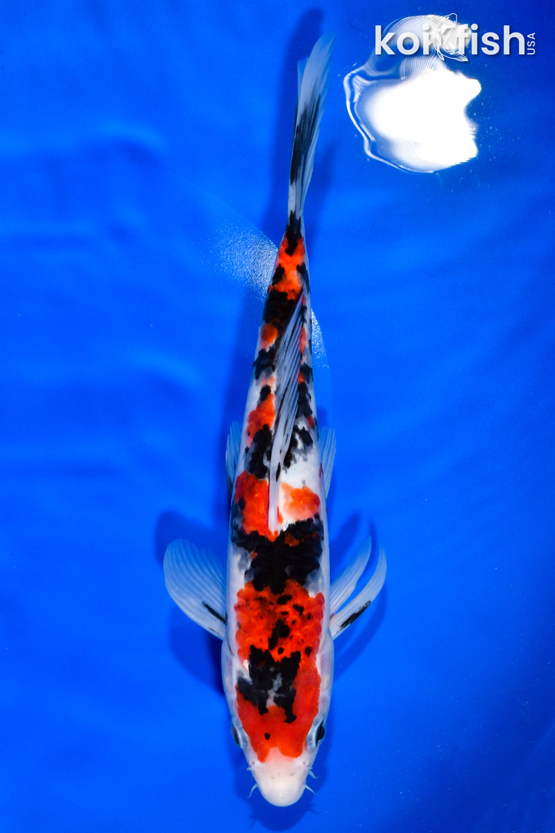 9.25" SANKE