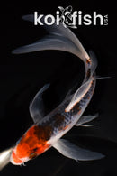6" HI ASAGI BUTTERFLY