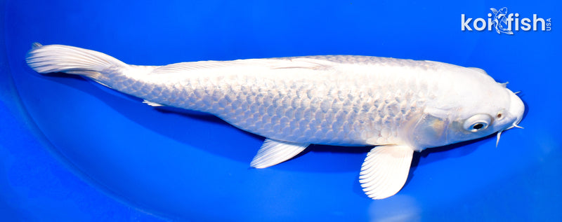 11" GINRIN PLATINUM OGON