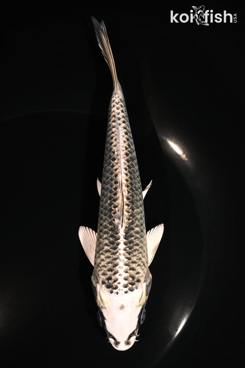 6.5" GIN MATSUBA
