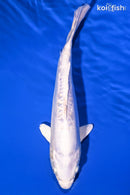 10.25" DOITSU PLATINUM OGON