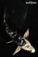 4.75" ARAGOKE GIN SHIRO BEKKO BUTTERFLY