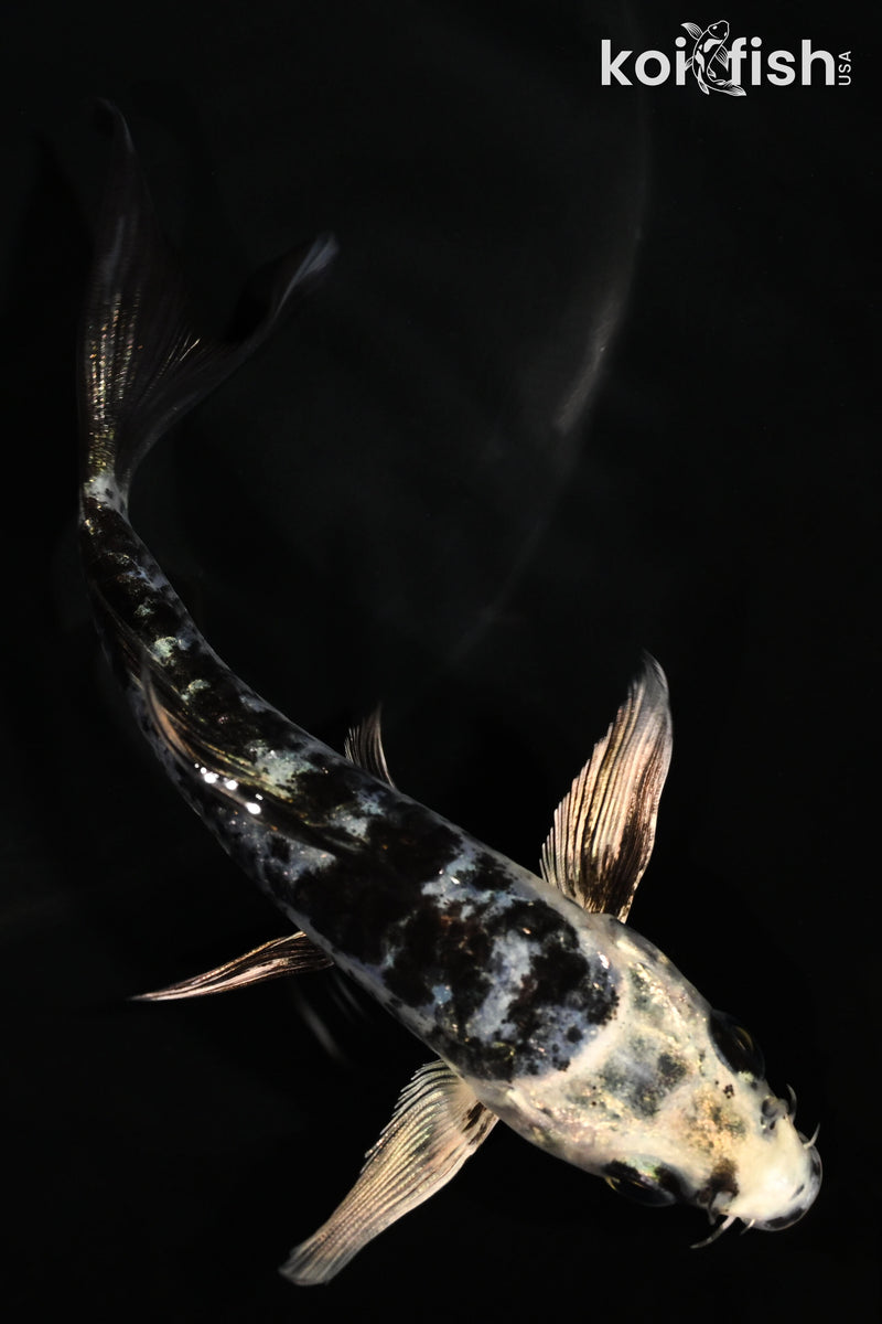 4.75" ARAGOKE GIN SHIRO BEKKO BUTTERFLY