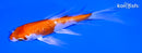 4.75" GINRIN HARIWAKE BUTTERFLY