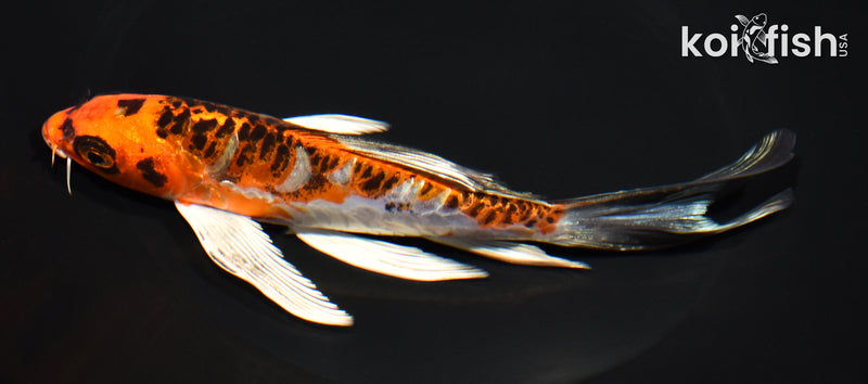 7" ARAGOKE BENI KIKOKURYU BUTTERFLY